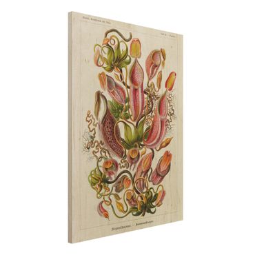Impression sur bois - Vintage Board Plants Illustration Red Green
