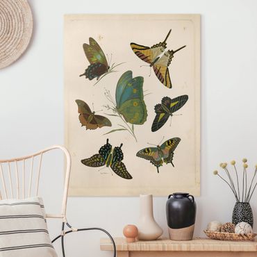 Impression sur toile - Vintage Illustration Exotic Butterflies