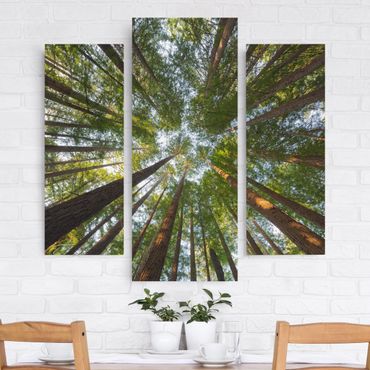 Impression sur toile 3 parties - Sequoia Tree Tops