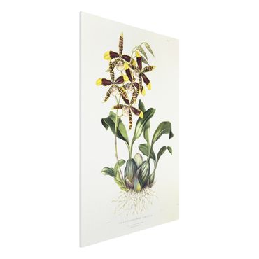 Impression sur forex - Maxim Gauci - Orchid II