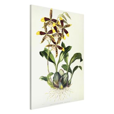 Tableau magnétique - Maxim Gauci - Orchid II