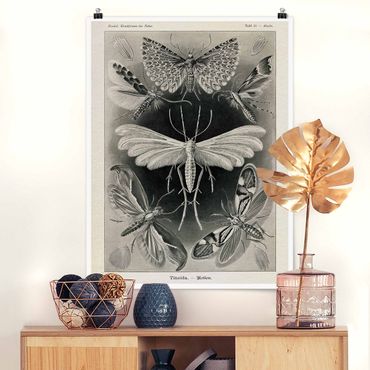 Poster - Vintage Board Moths And Butterflies