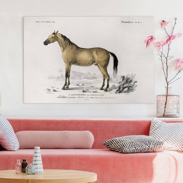 Impression sur toile - Vintage Board Horse