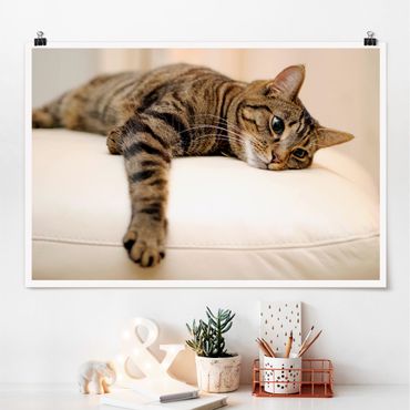 Poster - Cat Chill Out