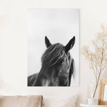Impression sur toile - Curious Horse