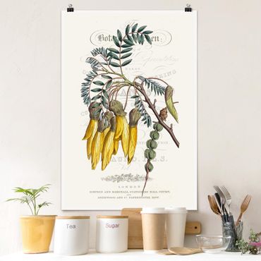 Poster fleurs - Botanical Tableau - Schnurbaum