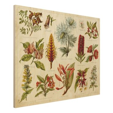 Impression sur bois - Vintage Board Tropical Botany I