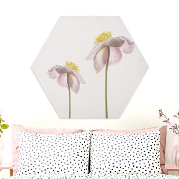 Hexagone en forex - Pink Anemone Blossoms