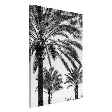 Tableau magnétique - Palm Trees At Sunset Black And White