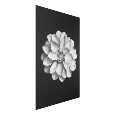 Tableau sur aluminium - Dahlia Black And White