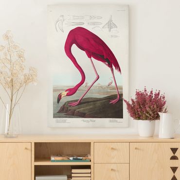 Impression sur toile - Vintage Board American Flamingo
