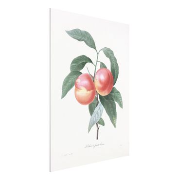 Impression sur forex - Botany Vintage Illustration Peach