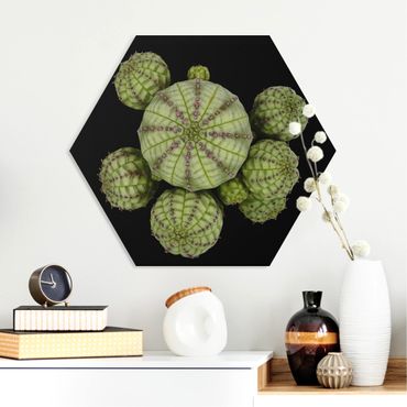Hexagone en forex - Euphorbia - Spurge Urchins
