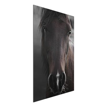 Tableau sur aluminium - Dark Horse