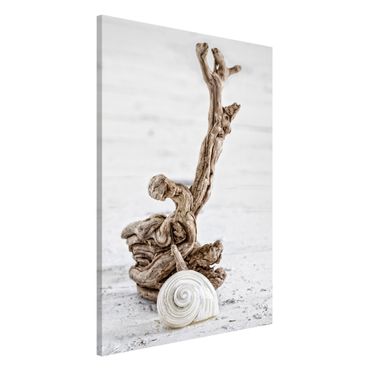 Tableau magnétique - White Snail Shell And Root Wood