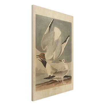 Impression sur bois - Vintage Board Bonaparte Gull