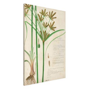 Tableau magnétique - Vintage Botany Drawing Grasses I