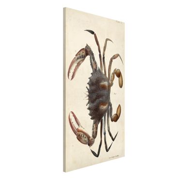 Tableau magnétique - Vintage Illustration Crab