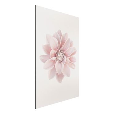 Tableau sur aluminium - Dahlia Flower Pastel White Pink
