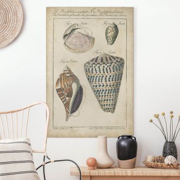 Impression sur toile - Vintage Conch Drawing Pattern Bunte