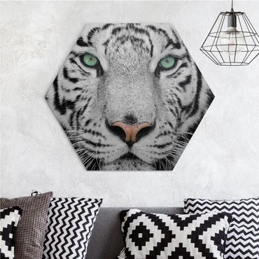 Hexagone en alu Dibond - White Tiger