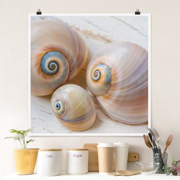 Poster - Clam Trio On Wood