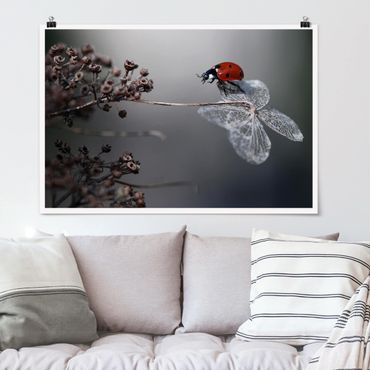 Poster - Ladybird On Hydrangea