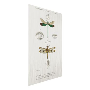 Impression sur aluminium - Vintage Board Dragonflies