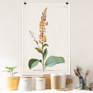 Poster - Vintage Botanical Illustration Mullein