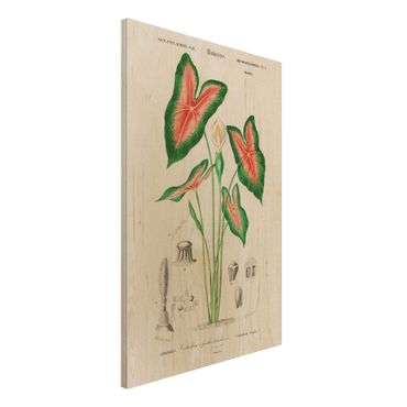 Impression sur bois - Botany Vintage Illustration Tropical Plant I