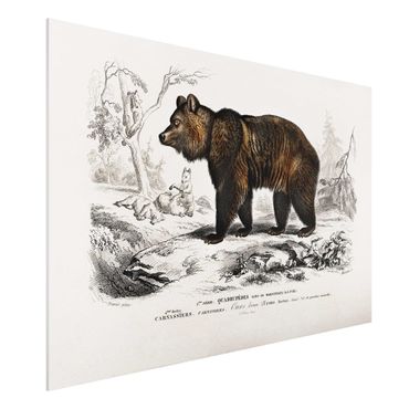 Impression sur forex - Vintage Board Brown Bear