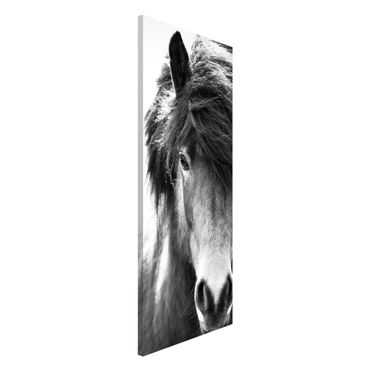Tableau magnétique - Icelandic Horse In Black And White