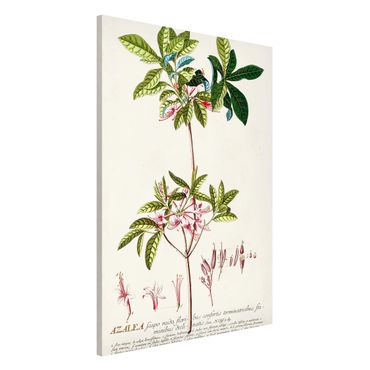 Tableau magnétique - Vintage Botanical Illustration Azalea