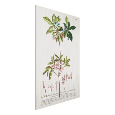 Impression sur aluminium - Vintage Botanical Illustration Azalea