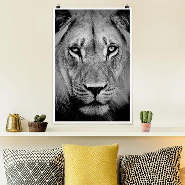 Poster animaux - Old Lion