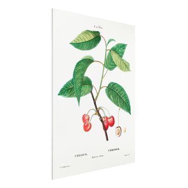 Impression sur forex - Botany Vintage Illustration Red Cherries