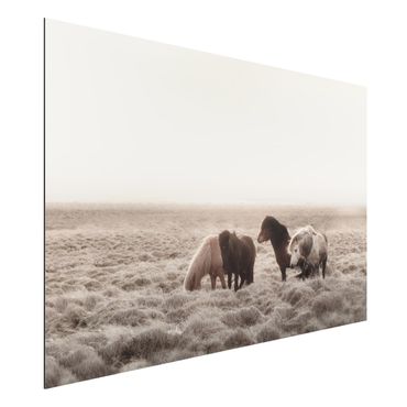 Tableau sur aluminium - Wild Icelandic Horse