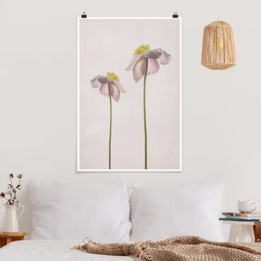 Poster - Pink Anemone Blossoms