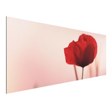Tableau sur aluminium - Poppy Flower In Twilight