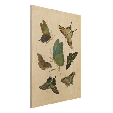 Impression sur bois - Vintage Illustration Exotic Butterflies