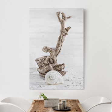 Impression sur toile - White Snail Shell And Root Wood
