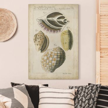 Impression sur toile - Vintage Conch Drawing Yellow