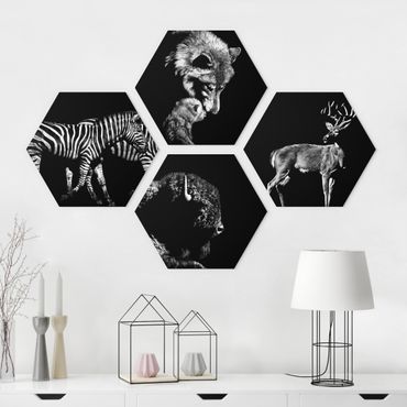 Hexagone en forex - Wild Animals From Black Set II
