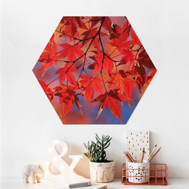 Hexagone en alu Dibond - Red Maple