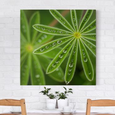 Impression sur toile - Morning Dew On Lupine Leaves