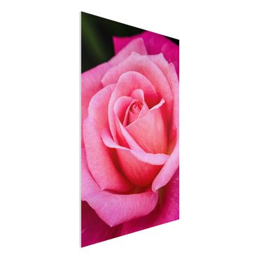 Impression sur forex - Pink Rose Flowers Green Backdrop