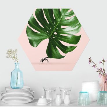 Hexagone en forex - Ant With Monstera Leaf