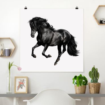 Poster - Arabian Stallion