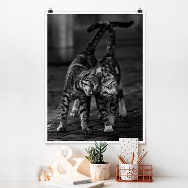 Poster animaux - Cat Friendship