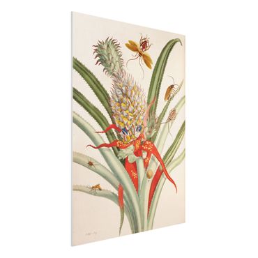 Impression sur forex - Anna Maria Sibylla Merian - Pineapple With Insects